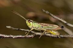 David Plant Photography - Wildlife Photography - Meadow grasshopper, Chorthippus parallelus - C